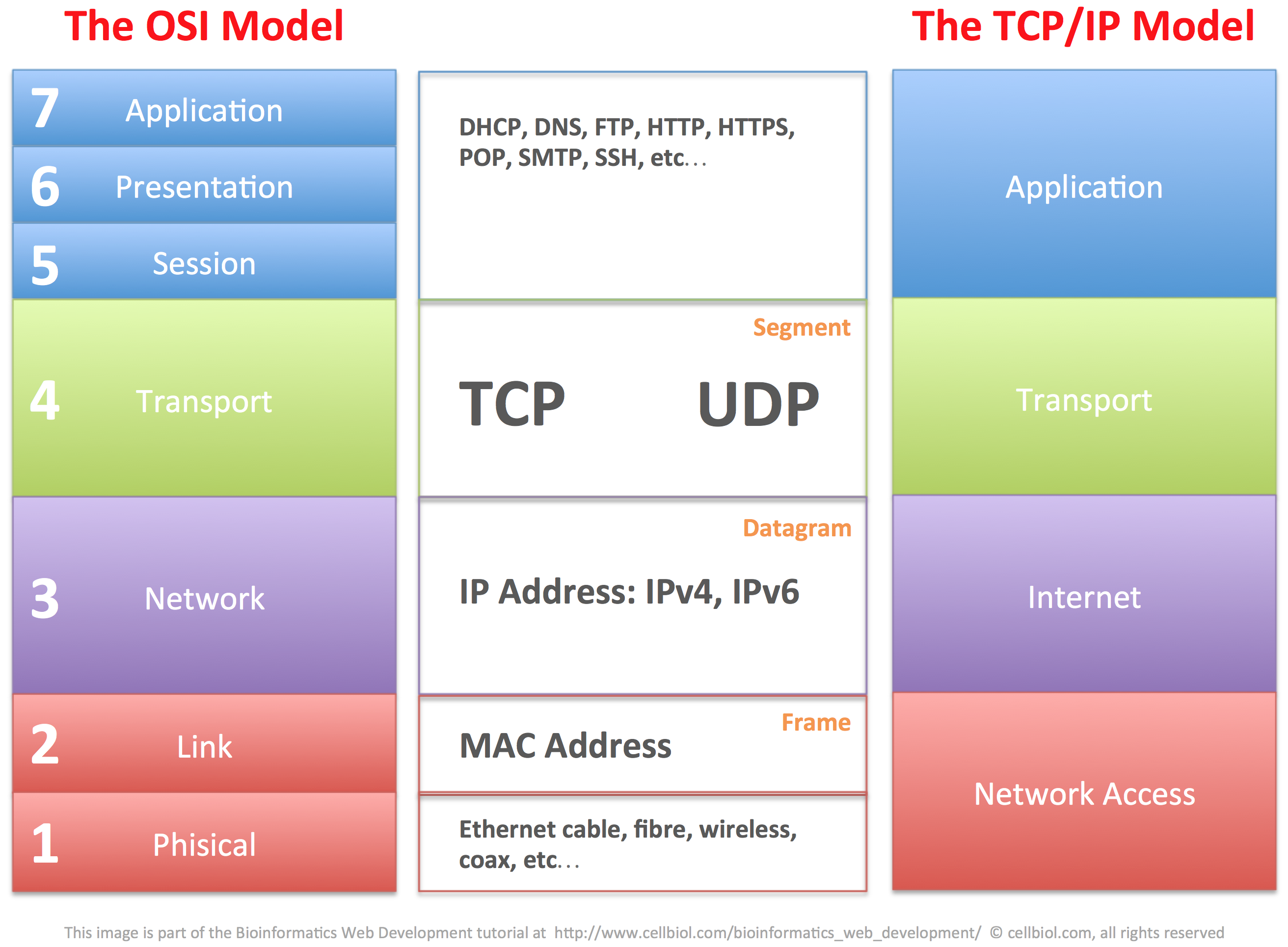 tpc-ip-and-osi-model-cellbiol.com_.png